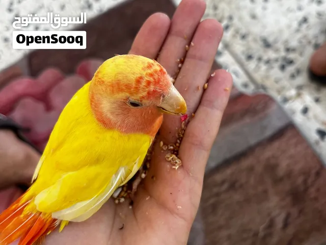 طرف بركديلو مروض ربي يبارك عين الحمراء