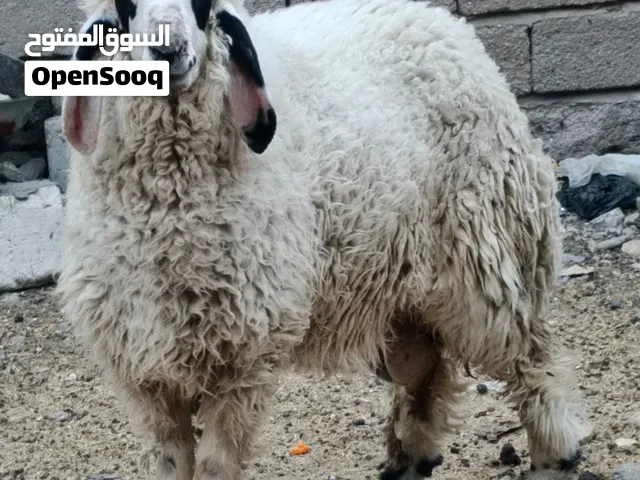 سلام عليكم طلي ذكر للبيع عمر 10 أشهر شرط الصح طلي جبير امرتب