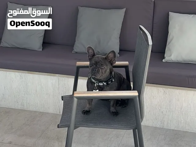 Female grey French Bulldog