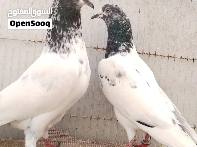 أزواج للبيع مطلوب 10 في الزوج فقط