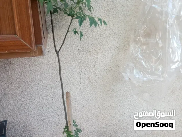 ثلاث شجرات المظلة الصينيه الشمسيه حجم وسط بسعر 30 دينار