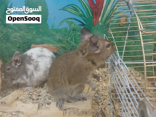 زوج ديغو اليف  pair of degu