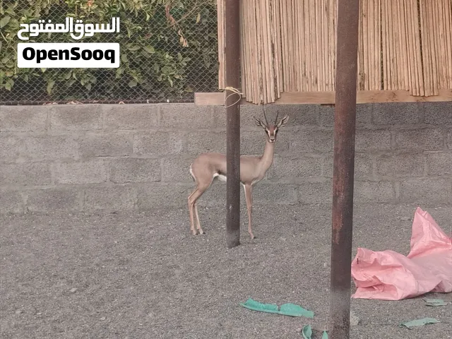 غزلان ديماني