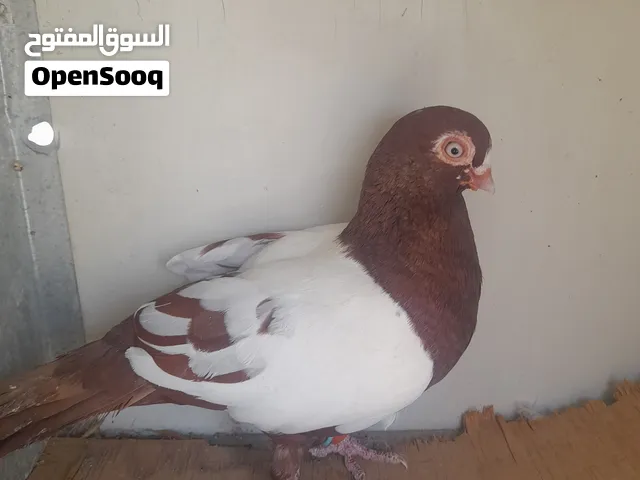 فحل هومر وفحلين مزهورات