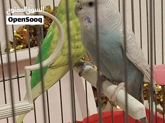 جوز عصافير حب انضاف اكثير ما شاء الله