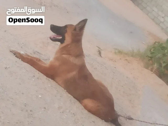 سلام عليكم ورحمه الله وبركاته موجود جرو جيرمن عمره 4شور ونص سعر حرق 800 دينار