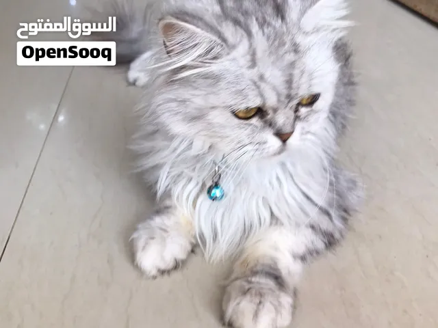 قطوسه للبيع
