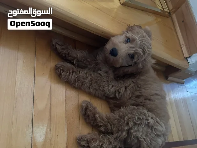 كلب جولدن دودل