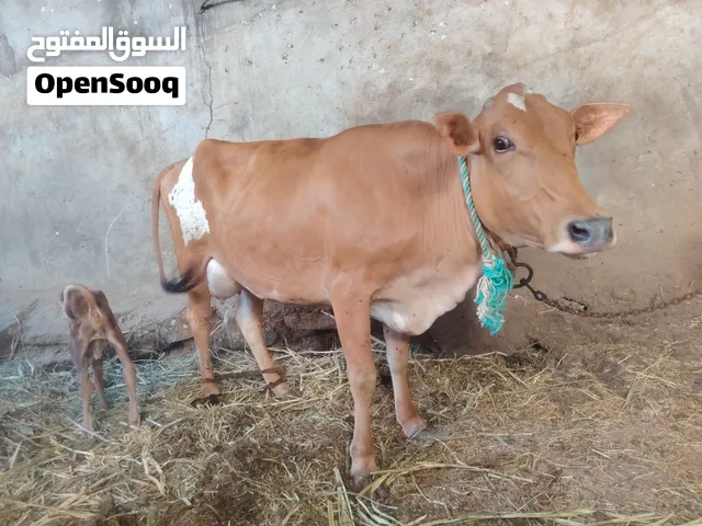 للبييع ب 600ریال قابل للتفاوض