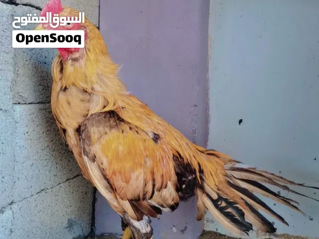 تابع الوصف مهم