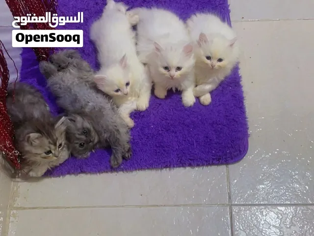 بيع قطط صغيره تقريبا شهرين عمرها والام والأب
