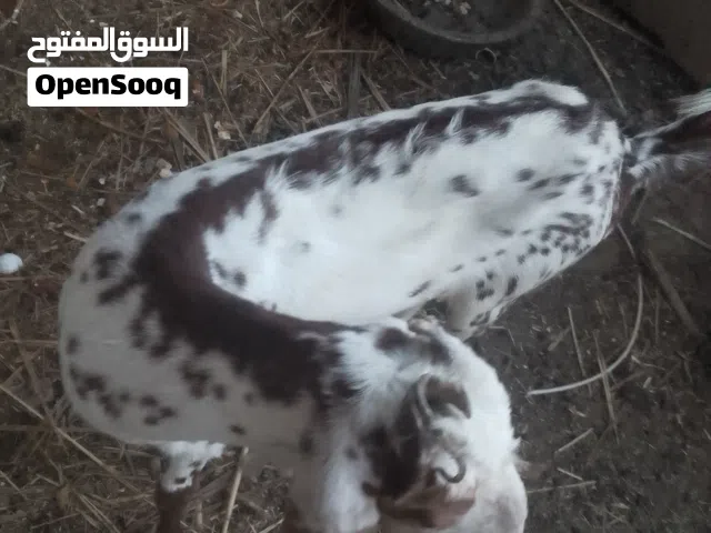 السلام عليك صخول ثنين نثايه وحده عربيه وثانيه شامي حامل