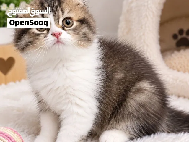 سكوتش شيرازي