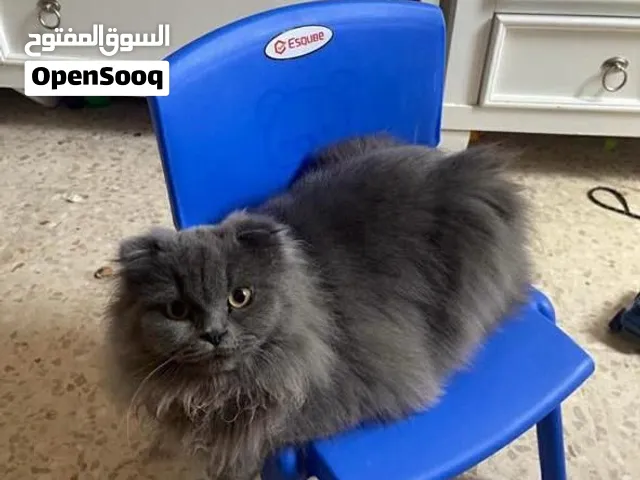 سكوتش تربل فولد لون رمادي بيور من اهالي مستوردين من روسيا
