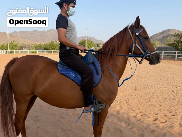 فرس ركوب مميزة جدا ولديها جواز الاتحاد