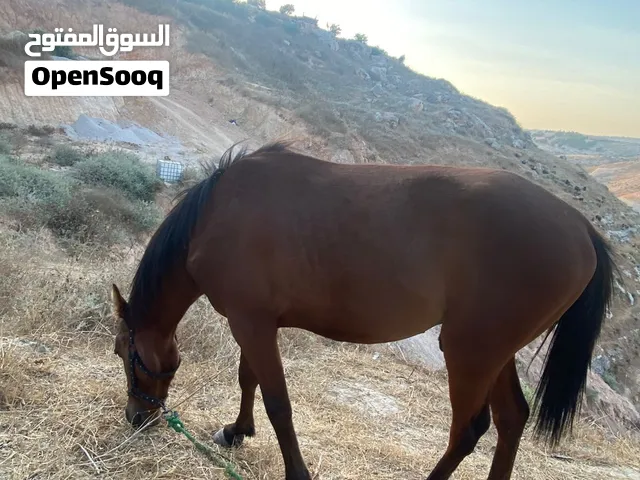 مهر العمر سنة ، ساغ سلم صحة بالصلاة على النبي ، للبيع أو البدل على حصان فوق السنتين