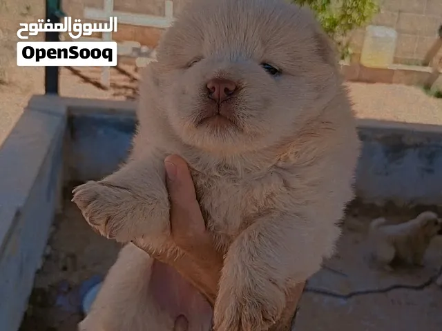 تشاو تشاو 30 يوم.   مميز