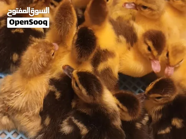 للبيع صيصان بط مسكوفي  ،بط محلي، دجاج