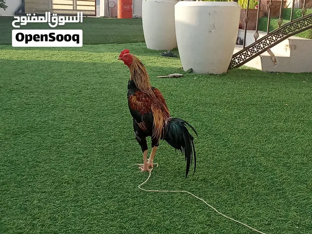 للبيع ديك باكستاني و دجاج باكستانيات امورهن طيبه شوف الوصف