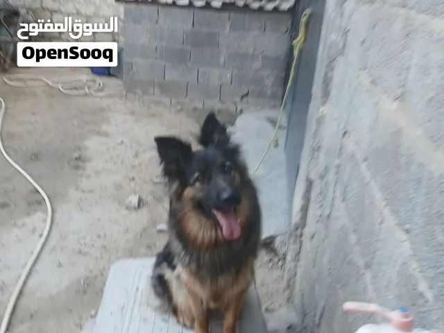 كلبه المانيه