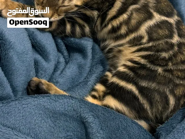 Bengal kitten