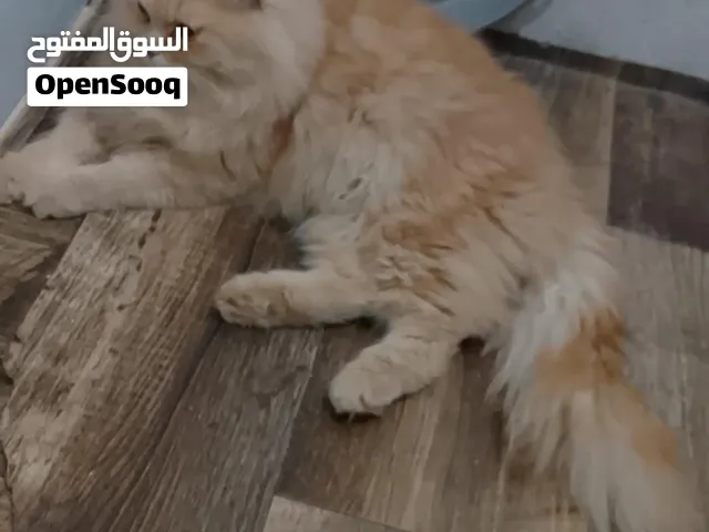 ذكر وانثى شيرازي اصول