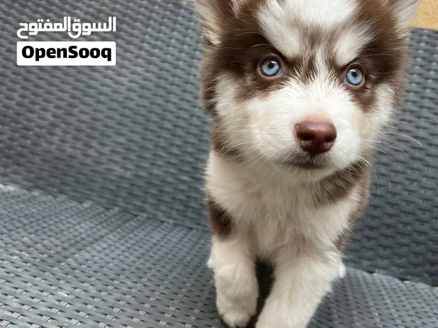 متوفر جراوي هاسكي ذكور واناث