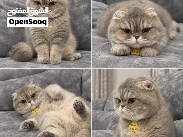 للبيع قطه سكوتش