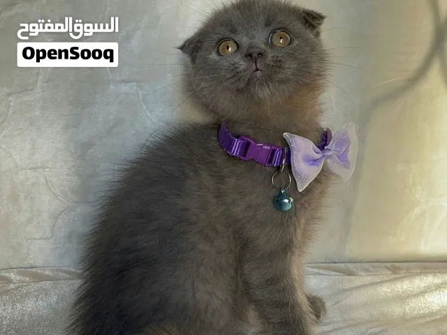 اناثي سكوتش فولد وستريت عمرهم 55 يوم