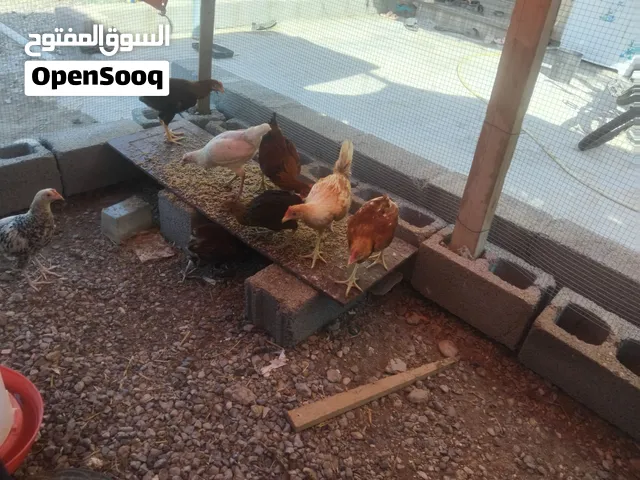 للبيع دجاج عماني الوصف مهم