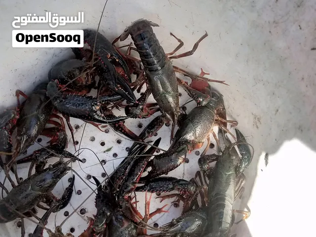 استاكوزا نيلي