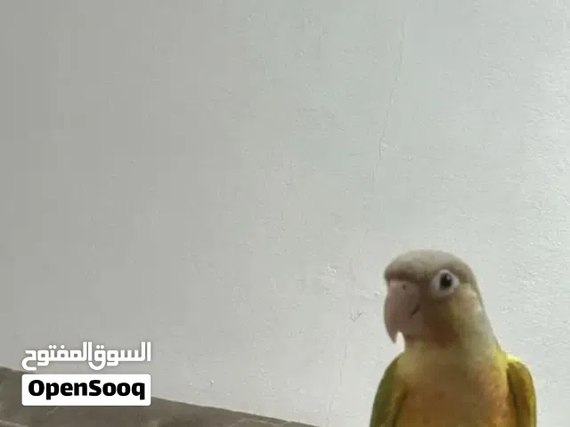 طيور كنيور جوز