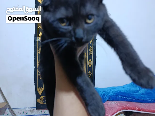 قطط عمر شهرين
