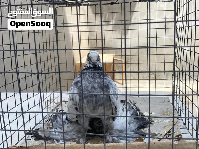 السلام عليكم