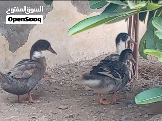 بط لبيع ممتاز لتربيه