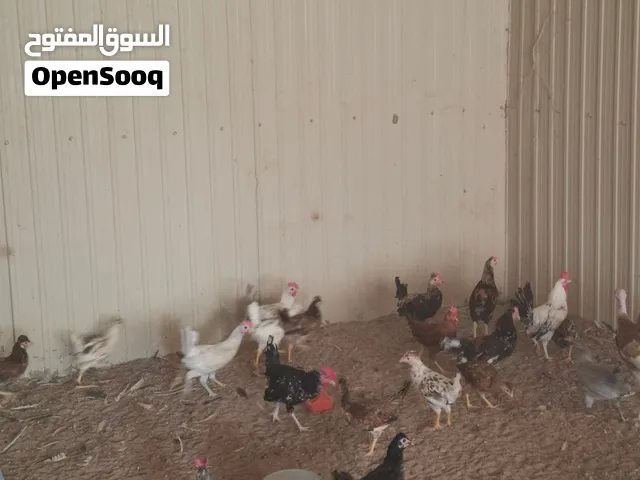 للبيع دجاج عربي قديم