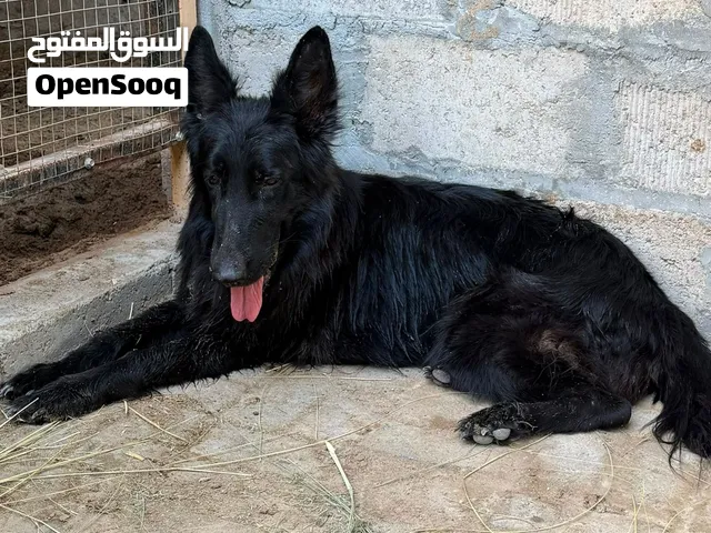 كلب حيرمن نفية اليفة تصلح ل جميع الاعمار السعر 70 و الجاد ما نقصر اياه