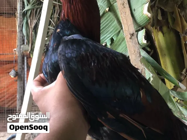 ديك ودجاج للبيع باكستانيات