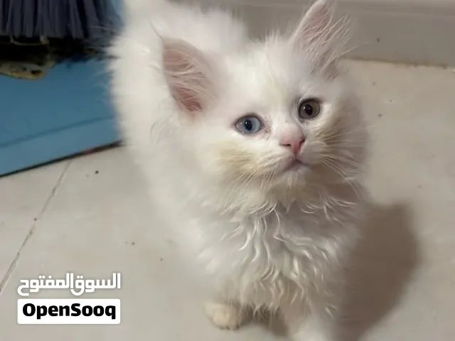 قطط لبيع لون ابيض واسود