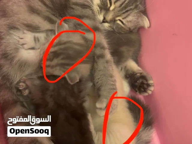 قطوه سكوتش فولد مع 2 كيتن ذكور للبيع