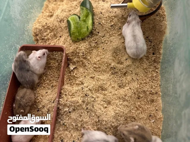 هامسترات كلش حلوات قيم وأخذ خمسه أزواج