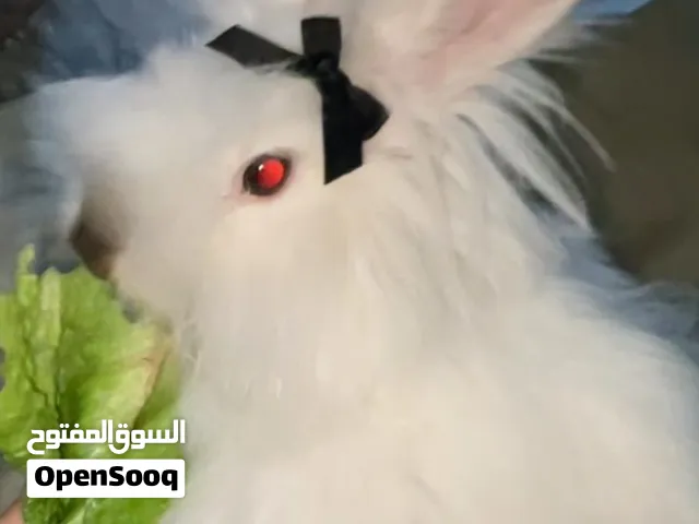 ارنبه انقورا للبيع