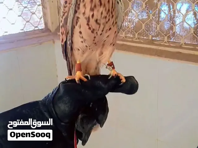 صقر شرياص بذوار ربيب للبيع