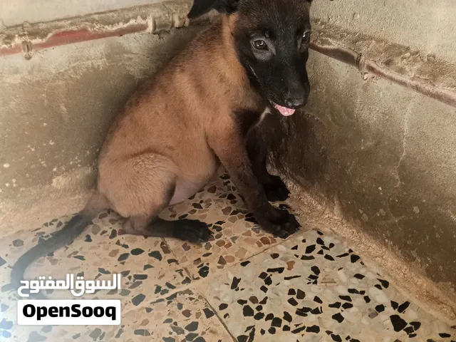 جروه مالينوا