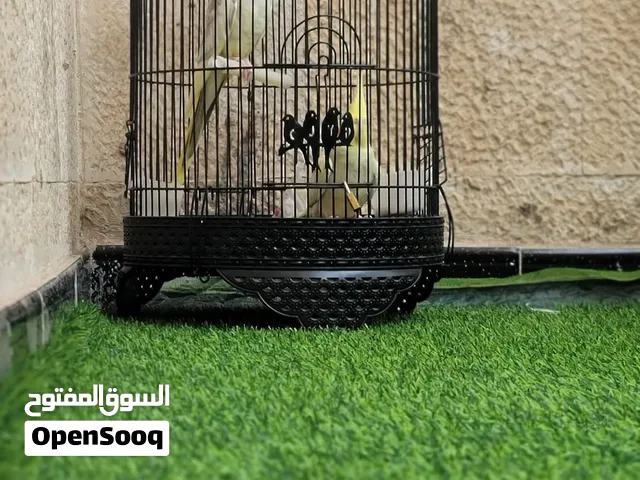زوج كوكتيل أليف للبيع ذكر وأنثى  ألوان جميلة ومميزة  أليفين ويتعاملوا مع اليد