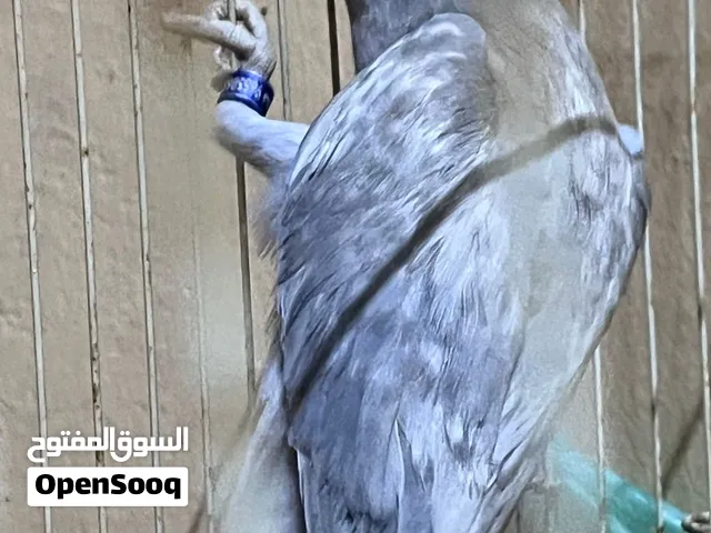 اناث درهه ملونات للبيع