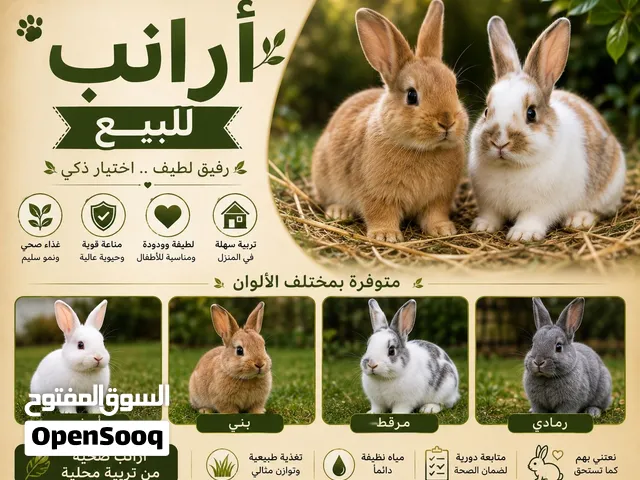 أرانب للبيع – 100 درهم