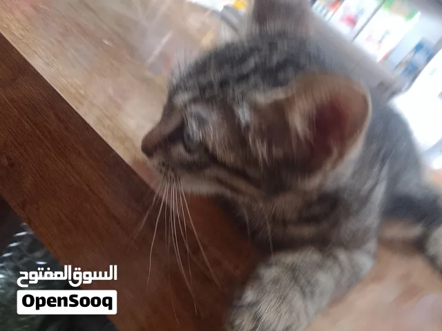 قطط صغيره لطيفه