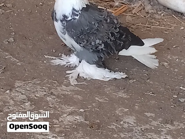 ماشاء الله مجموعه طيور كل شي بسعره ارخص من السوق