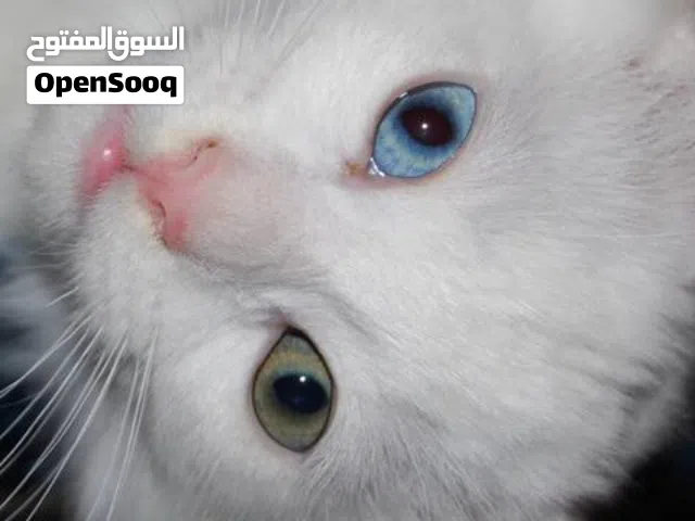Chats blancs et siamois